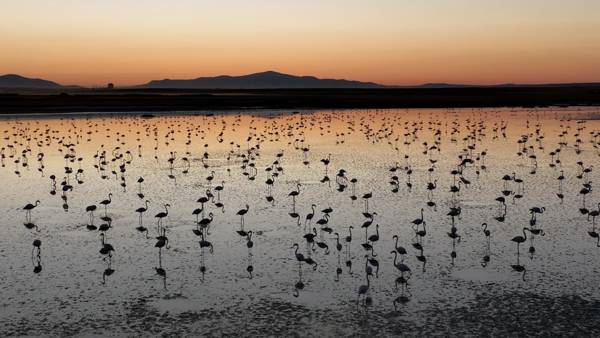 /haber/tuz-golu-nde-bu-yil-toplu-flamingo-olumu-olmadi-298950