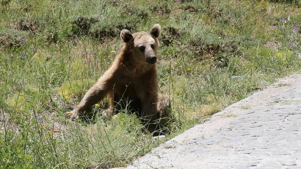 Turkey's Nemrut Caldera closed to visitors as bears fed by humans 'losing instincts'