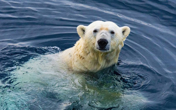 Dünya Meteoroloji Örgütü: 2024 kayıtlardaki en sıcak yıl olma yolunda