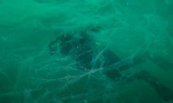 Underwater video reveals return of 'sea snot' in Marmara Sea