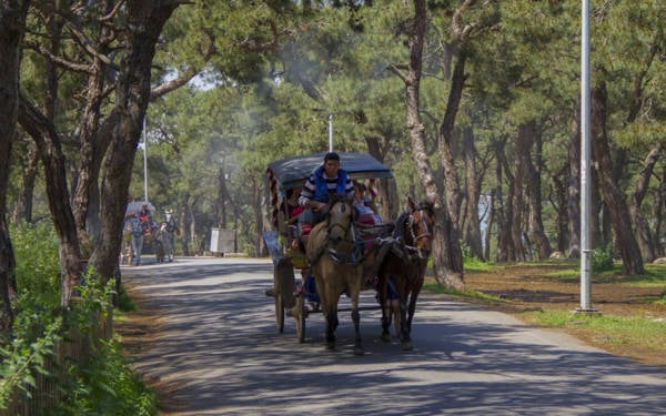 Atlar, ayılar, kurtlar, filler ve insan