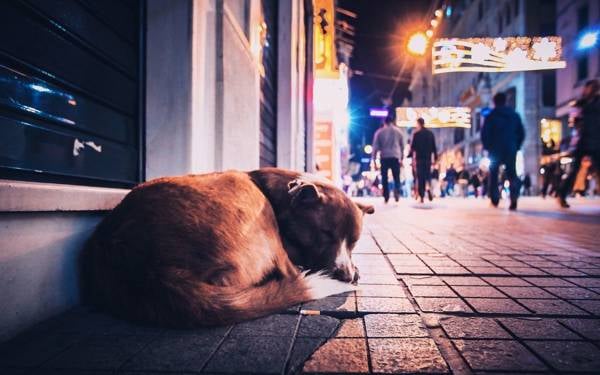 Kayseri’de sokak köpeğine işkence: Soruşturma sürüyor