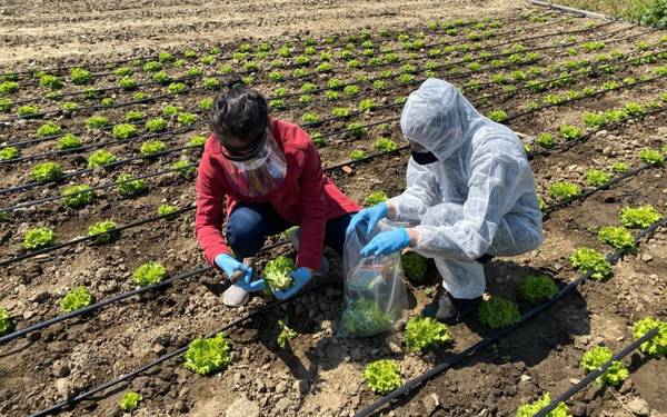 One in three produce samples in İstanbul found to violate pesticide regulations, Greenpeace reveals