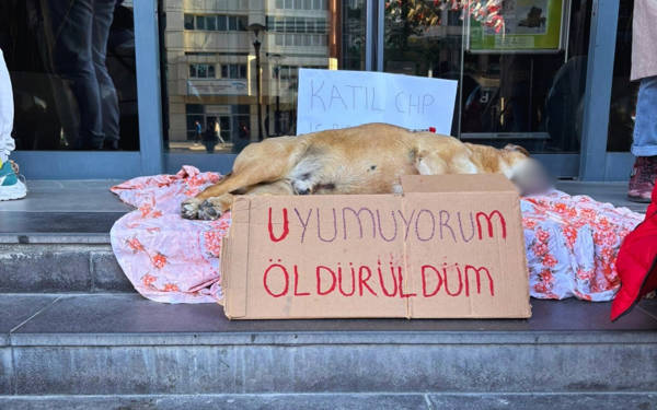 Çankaya'da öldürülen köpekle ilgili belediyeden açıklama