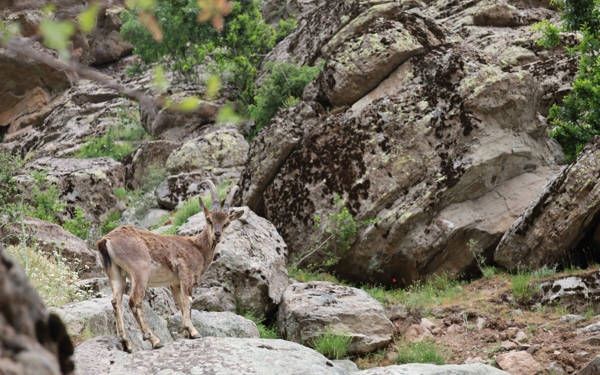 /haber/dersim-in-dag-kecileri-avlanma-tehdidiyle-karsi-karsiya-307876