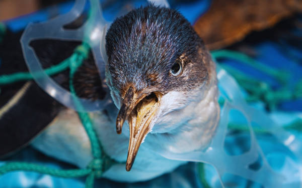 5 Haziran Dünya Çevre Günü’nün odağı: Plastik kirliliği