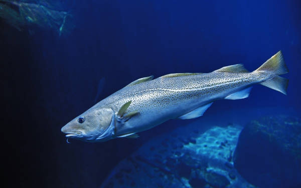 Aşırı avlanma nedeniyle morina balıklarının boyutları yarı yarıya küçüldü
