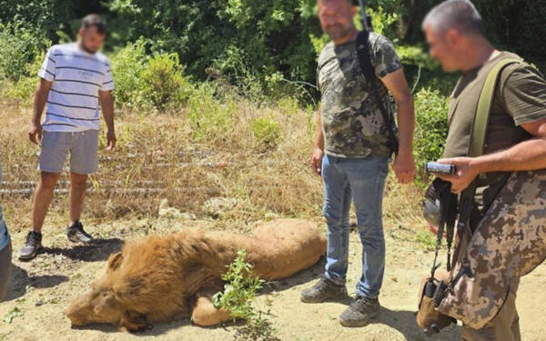 ‘Hayvan parkı’ndan kaçarak kurtulan aslan Zeus öldürüldü