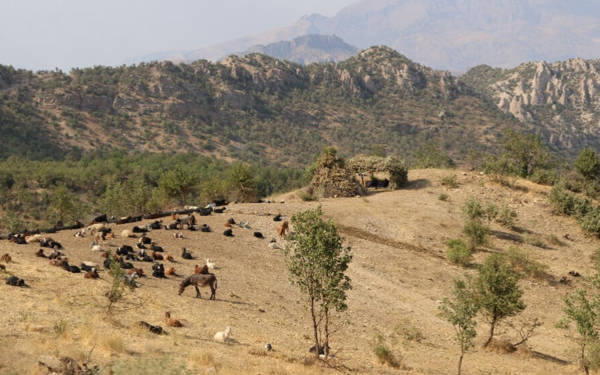 Walîtiya Şirnexê ji bo talankirina xwezayê ketina daristanan qedexe kir