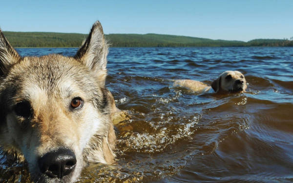 Li 56 bajaran germahiya hewayê ji 40 pileyî derbas bû