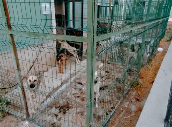 Gümüşhane Belediyesi barınağında hayvanlar “açlıktan öldü” iddiasına soruşturma başlatıldı