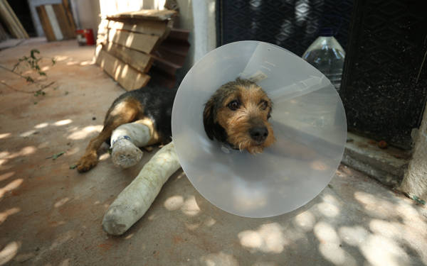 /haber/sindirgi-daki-depremde-iki-ayagi-kirilan-ates-tedavi-edildi-310345