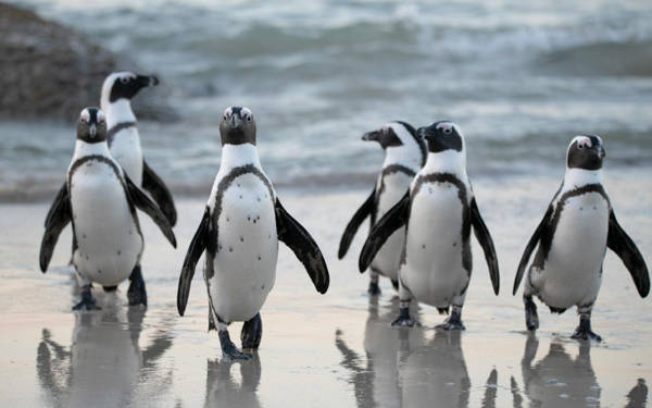 /haber/ozgur-ozelin-mucahit-birinci-aciklamasini-sadece-5-tv-kanali-canli-yayinladi-310418