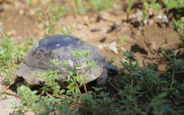 Kabuğu kırılan kaplumbağa, ahşap ustasının onarmasıyla doğaya salındı