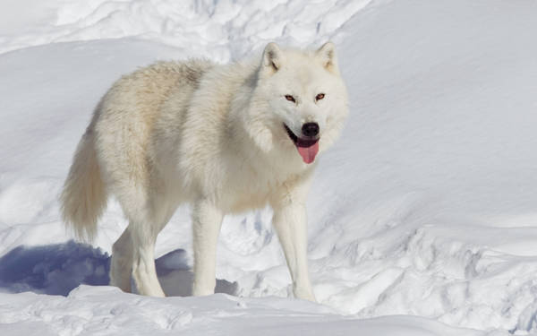 Arktik buzullarının erimesindeki yavaşlama, bilim insanlarını şaşırttı