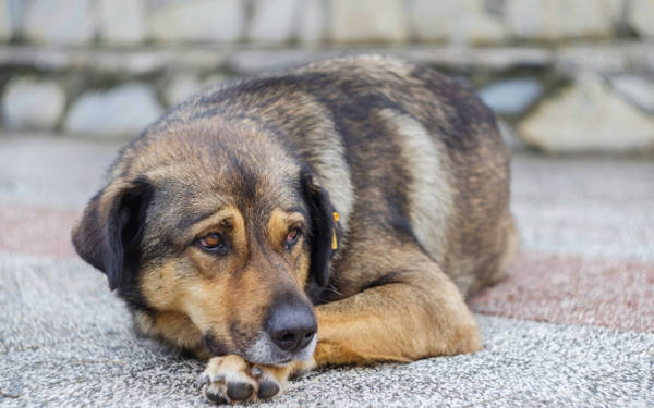 Sokakta yaşayan köpekler için İstanbul Valiliği önünde eylem