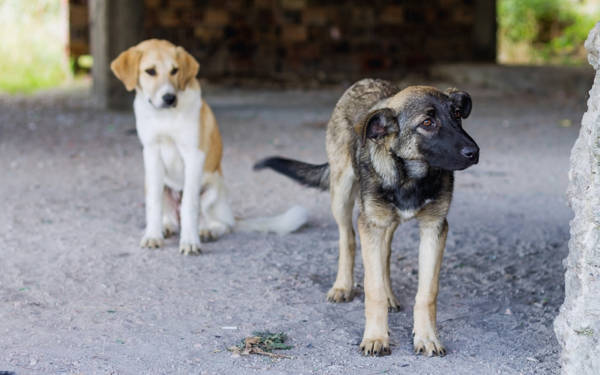 Ankara’da bir köpeği silahla öldüren zanlı tutuklandı
