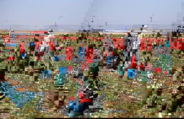 Seasonal farm workers in Adana fined for alleged illegal electricity use, including children