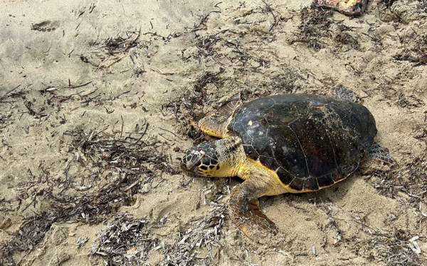 Edirne’de yaralı bulunan caretta caretta tedaviye alındı