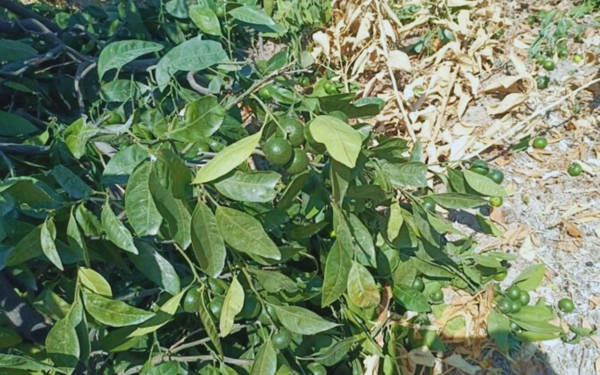 /haber/kurtderesi-mahallesinde-agaclar-sokuldu-halk-nobete-cagiriyor-311086