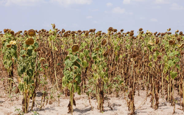 WMO: La Niña başlıyor, sıcaklıklar yine de normalin üzerinde