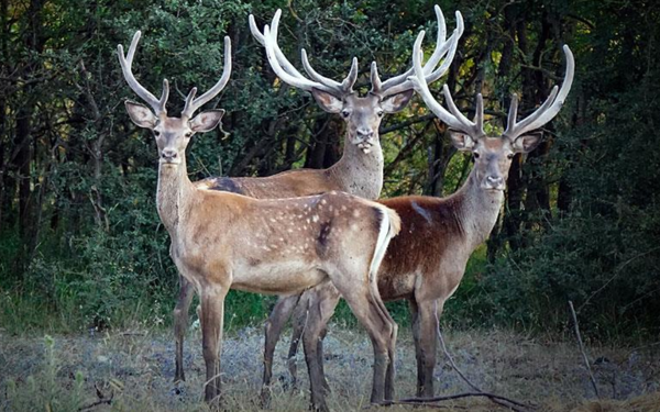Kızıl geyik avlanma ihalesine mahkemeden durdurma