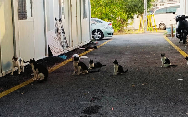 Malatya’daki konteyner kentte art arda kedi ölümleri