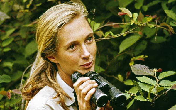 Doğa korumacı ve hayvan davranışı uzmanı Jane Goodall hayatını kaybetti