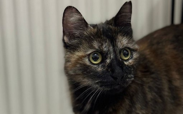 Cezve'nin failine üst sınırdan hapis cezası