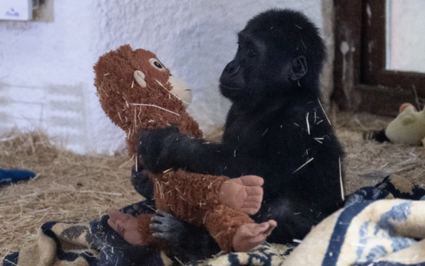 Zeytin'in yaşam koşulları neden açıklanmıyor?