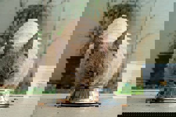 İstanbul man agrees to pay ‘alimony’ for cats’ care after divorce settlement