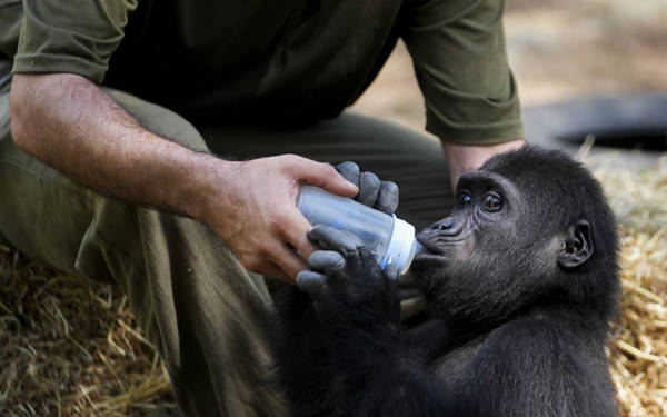 Yavru goril Zeytin’in Türkiye’den ayrılması engellendi