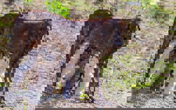 Di şeş mehên destpêkê ên salê de mafê jiyanê yê herî kêm 477 hezar ajalan hatiye binpêkirin