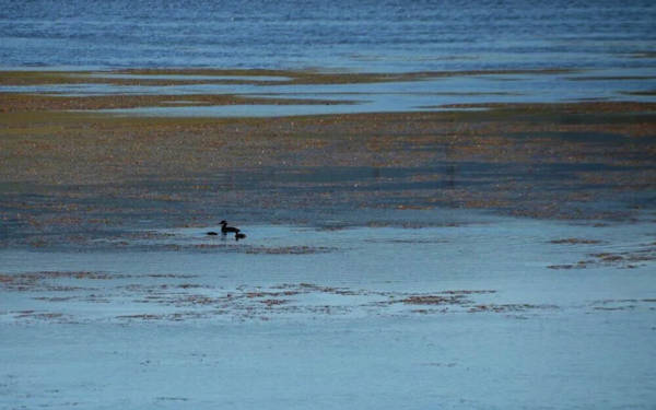 Kars’ta göçmen kuşların durağı Asboğa Gölü, 60 metre çekildi
