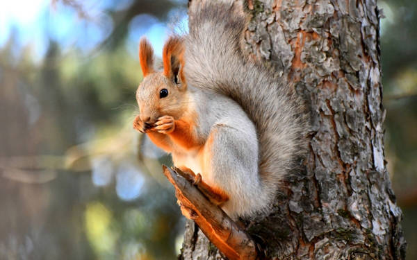 Kızıl sincaplar Kars’ta kış uykusu hazırlıklarına başladı