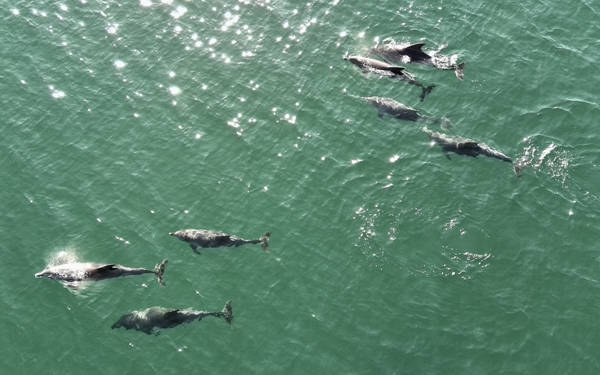 Karadeniz’de dolaşan yunuslar drone’la görüntülendi