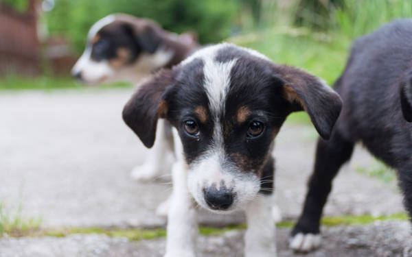 İstanbul Valiliği sokakta yaşayan köpekleri beslemeyi yasakladı