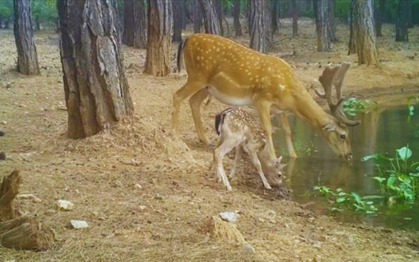 Nesli tehdit altındaki alageyik ve yavruları, fotokapanla görüntülendi