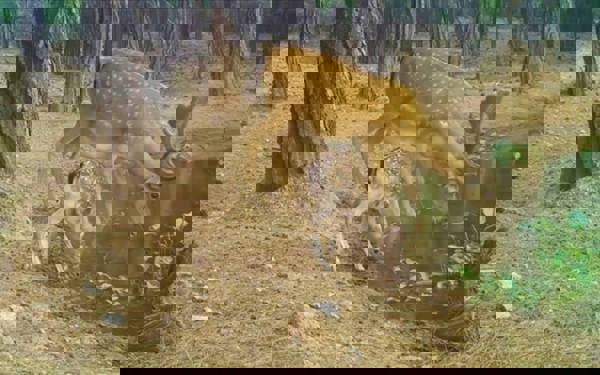 Rare fallow deer spotted on camera in protected Antalya habitat