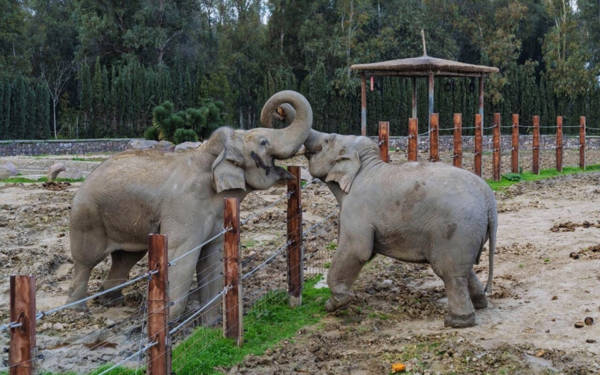 Gülüstan Koçyiğit’ten, ‘hayvanat bahçeleri’ ve barınaklar için Meclis Araştırması talebi