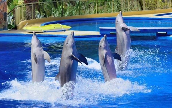 Yunus parkında yasa dışı yunus üretimine suç duyurusu