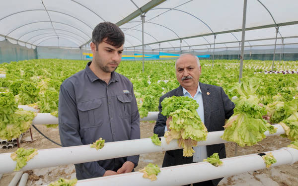 Maliyeti 10 lira olan marula 2 liralık teklif sera kapattırdı