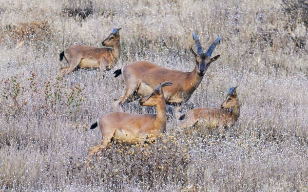 Şırnak’ta 36 dağ keçisinin öldürülmesi: “Resmî merciler üç maymunu oynuyor”
