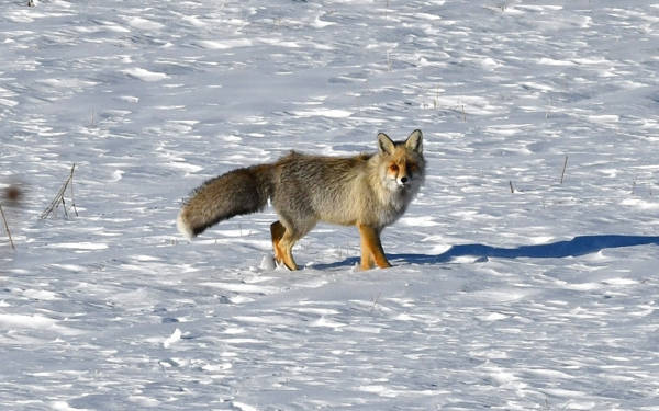 Kars’ta nadir görülen kızıl tilki ve paçalı şahin görüntülendi
