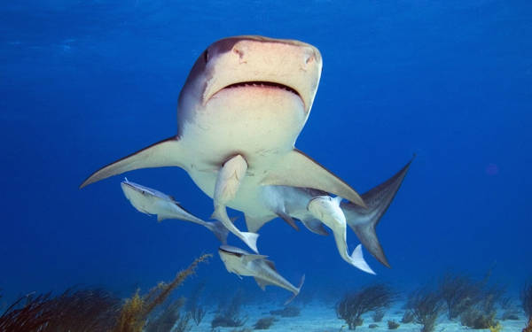 Marmara’daki kirlilik köpekbalıklarını tehdit ediyor