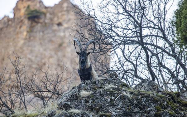 Yaban keçileri kar sonrası Munzur Vadisi’ne indi
