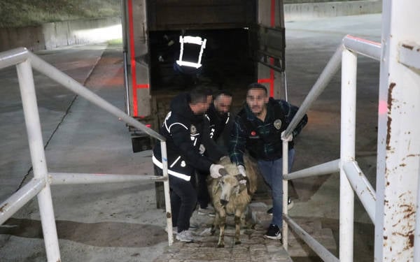 Siirt’te hayvanların karın boşluğuna gizlenmiş 54,6 kilo metamfetamin ele geçirildi