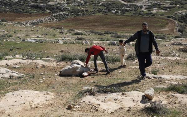 İsrailliler Batı Şeria’da Filistinlilerin çiftliğine saldırdı, 150 koyunu çaldı