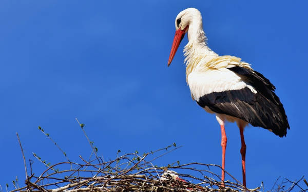 Küresel ısıtma, leyleklerin göç alışkanlığını değiştirdi