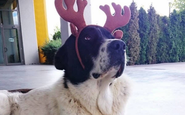 Ankara’da köpek Matmazel’in ölümüyle ilgili soruşturma başlatıldı